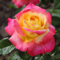 пулман ориент2